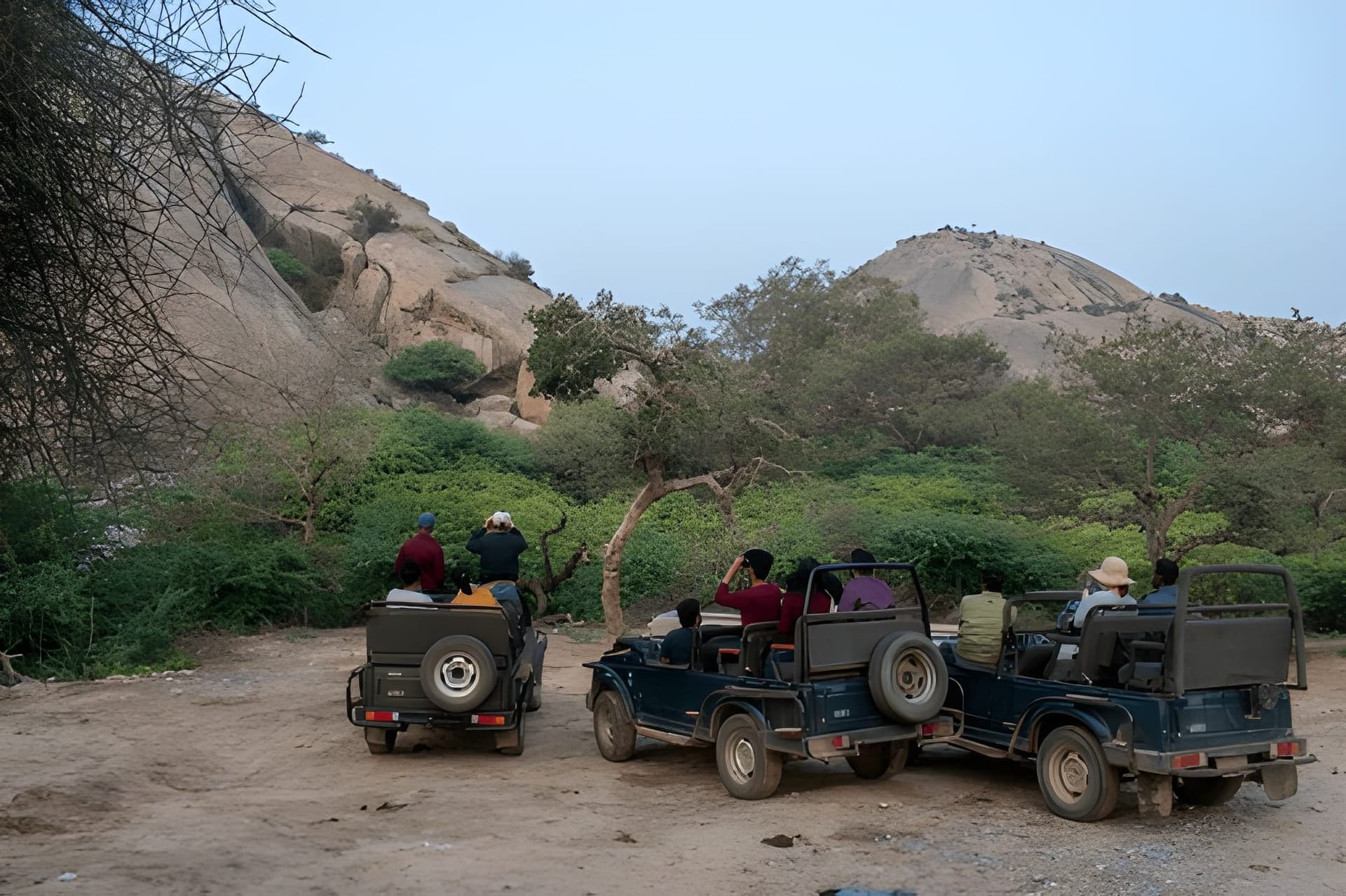 unforgettable jawai wildlife safari