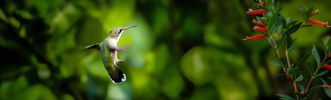 Bird Watching Amidst Forest Surroundings