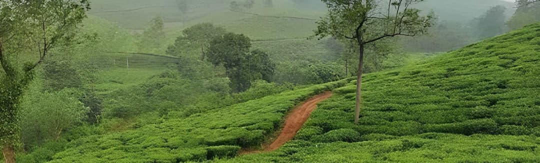Guided Nature Walks