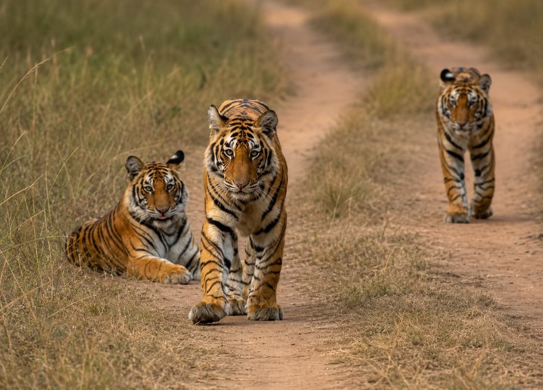 Wildlife Safari